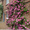 Zephirine Drouhin Thornless Climbing Rose Bush, Bright Pink Blooms in a 3 Litre Pot