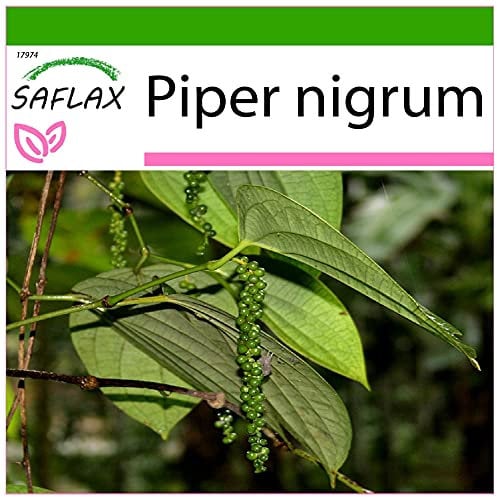 SAFLAX - Pimienta - 20 semillas - Con sustrato estéril para cultivo - Piper nigrum