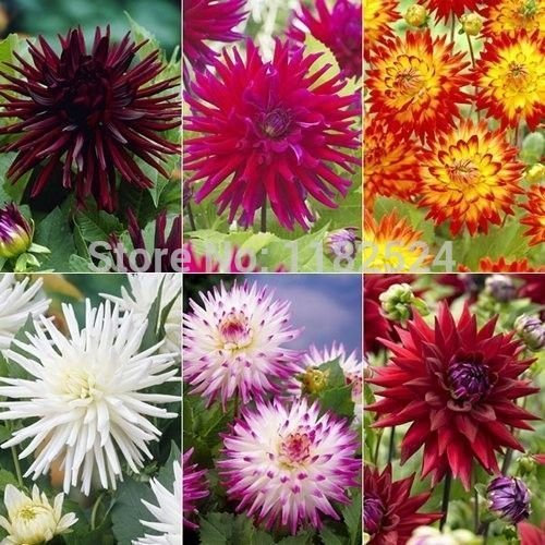 100 Dahlie Kaktus Mix Blumensamen, unter der Sonne Samen