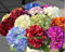 Dark Khaki: Heiß!20 Farben 300 Hortensie Samen/Beutel Hortensie Blumensamen Topf Geranien Balkon Hortensie Zimmerpflanzensamen