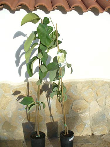 1 x Cherimoya (Annona cherimola), felpe di cannella, mela o sacco per dolci; un albero di circa 150-160 cm di altezza.