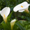 2 piezas bulbos de cala perennes resistentes - plantas de jardín bulbos perennes resistentes lirio de cala, alcatraces, Zantedeschia aethiopica, regalos de sostenibilidad purificación de