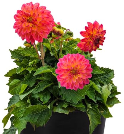 Dalia Natural Planta Primaveral en Maceta de Plástico
