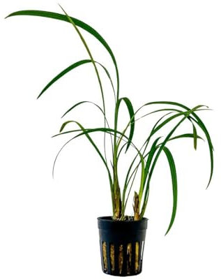 AquaOne Plante de terrarium Ophiopogon gigantea I Plantes de paludarium vivantes Forêt tropicale Plantes de terrarium entièrement enracinées Simple Décoration de terrascaping
