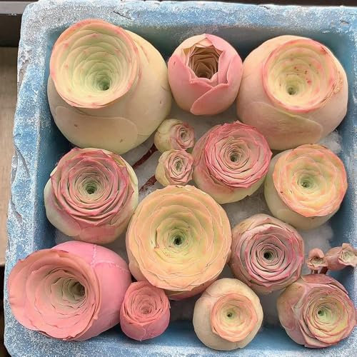 semillas de plantas suculentas de rosa montaña, hierbas perennes perenne resistente Planta cobertura del suelo, perenne y resistente, con flores jardín. plantas resistentes para 80pcs