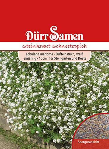 Steinkraut Samen Schneeteppich Steinkrautsamen Steingarten Weße Blüten ca 800 Korn Saatgut Beete Steingärten Bienenfreundlich Garten Hochbeet Dürr Samen