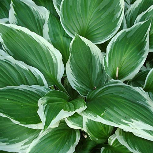 Funkie Hosta Hybr. Patriot grün mit weißem Rand violettblühend Blattschmuck Staude im1 Liter Topf