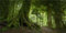 MIRRORANG 120x50cm Deep Forest Terrarium Hintergrund Tropisches Aquarium Hintergrund Foggy Grün Riesige Bäume Reptilien Lebensraum Hintergrund Durable Vinyl Hintergrund
