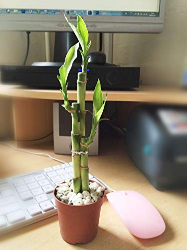 1 Lucky Bamboo Growing in Soil with Robust Plastic Pot