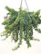 IndoorPlantsParadise - Aeschynanthus Twister Hanging Plant | Lipstick Plant - Pot Size 12cm