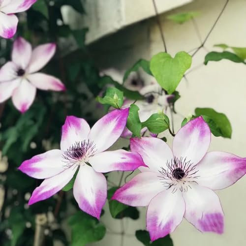 1 pcs clematis winterhart mehrjährig zwiebeln, Klematis, bodendecker samen winterhart, geschenke für gärtner clematis pflanzen zwiebel - Clematis florida - exotische pflanzen, kletterpflanzen