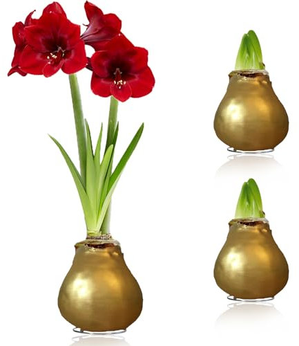 Amaryllis in Wachs Gold - 2 Wachsamaryllis Blumenzwiebeln - Wax Amaryllis Zwiebel in Großformat 26/28 - Exklusive Echte Pflanzen aus Holland - Hippeastrum (keine Samen, nicht künstlich)