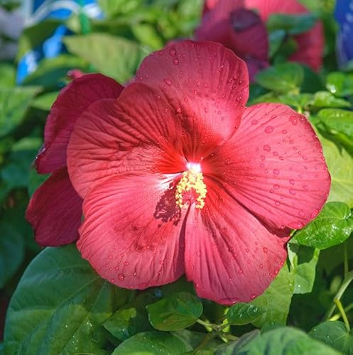 Staudeneibisch Summerific Midnight Marvel 40-60cm - Hibiscus moscheutos - lebende Gartenpflanze aus den Baumschulen