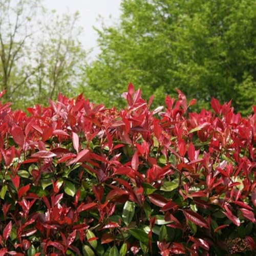 Photinia Red Robin - Photinia xfraseri Red Robin 150/175cm Pot 18L ? Arbuste pour Haie et Jardin