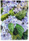 Caroline's Treasures 8730GF Hortensien-Flagge, klein, mehrfarbig