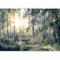murando Fotomurales autoadhesivo 245x175 cm Papel Pintado Decoración de Pared Murales Pegatina decorativos adhesivos 3d moderna de Diseno Fotográfico Bosque Naturaleza c-C-0032-a-d