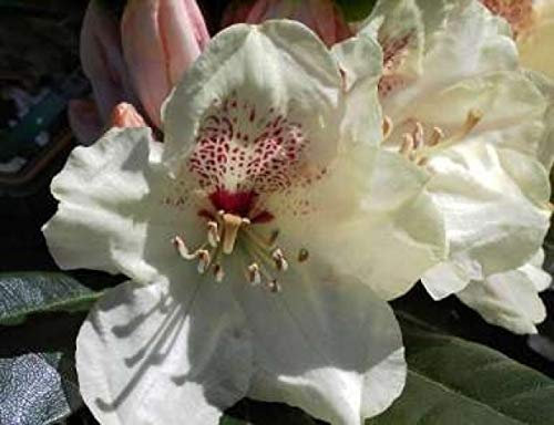 Ball-Rhododendron Goldprinz - Rhododendron yakushimanum Goldprinz (25-30)