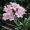 Plant World Seeds - Nerium Oleander Seeds