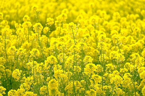 Weißer Senf 'Gelbsenf' (Sinapis alba) Samen. Gewürzpflanze, Gründüngung (10.000 Samen = 50,0g)