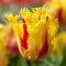 Tulpen zwiebeln Gemischt Wachstum Winterhart Mehrjährig Eine Starke Pflanze Mit Gutem