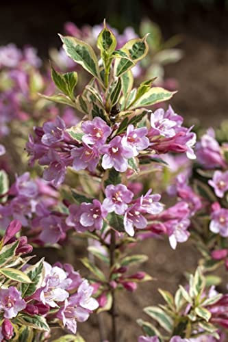 Weigela florida 'Magical Rainbow' 30-40 cm - Weigelie, bunte Blätter, rosa Blüten, Blütezeit Mai-Juni, ideal für Rabatten, pflegeleicht und winterhart