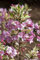 Weigela florida 'Magical Rainbow' 30-40 cm - Weigelie, bunte Blätter, rosa Blüten, Blütezeit Mai-Juni, ideal für Rabatten, pflegeleicht und winterhart