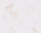 Livingwalls Tapete Lovely Friends Papiertapete Kindertapete 10,05 m x 0,53 m creme rosa weiß 303333
