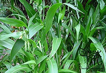 100 Samen/Packung Grassamen Mehrjährige Gras brennende Bush Kochia Scoparia Samen Red Garden Ornamental einfach wachsen