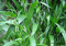 100 Samen/Packung Grassamen Mehrjährige Gras brennende Bush Kochia Scoparia Samen Red Garden Ornamental einfach wachsen
