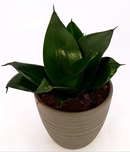 POWERS TO FLOWERS - SANSEVERIA TRIFASCIATA JADE IN VASO CERAMICA ANTRACITE RIGATO, pianta vera