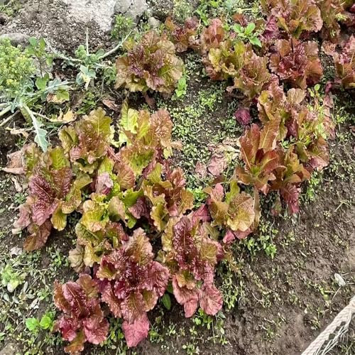 75 pcs salat samen bio - garten geschenke für männer kopfsalat pflücksalat,salatsamen,Lactuca sativa, hochbeet balkon indoor kräutergarten kräuterpflanzen pflanztopf kräuterbeet kräuter