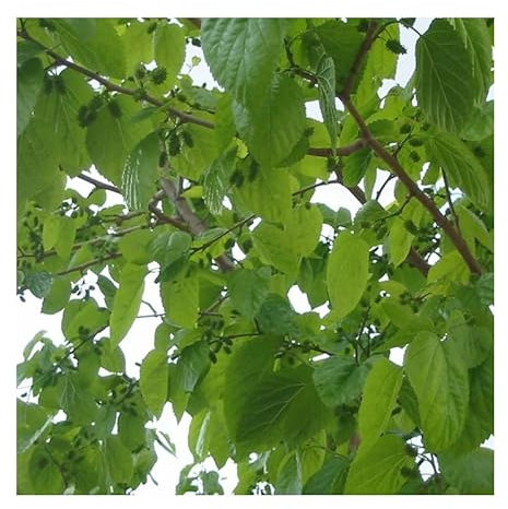 Morera Natural el Árbol Perfecto para un Huerto Casero Lleno de Sabor y Nutrición