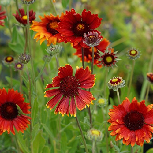 Blumixx Stauden Gaillardia x grandiflora 'Tokajer' - Kokardenblume, im 0,5 Liter Topf, orangerot blühend