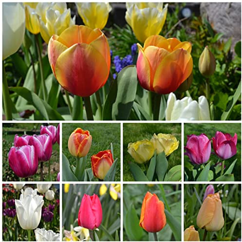 Blumenzwiebeln Tulpenzwiebeln Triumph Tulpen Prachtmischung (50 Zwiebeln)