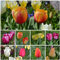 Blumenzwiebeln Tulpenzwiebeln Triumph Tulpen Prachtmischung (50 Zwiebeln)
