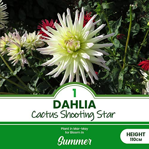 1 x Dahlia Cactus Shooting Star – Snowy White Blooms – Perennial – Uniquely Beautiful – Summer Flowering Bulb – for Your Beautiful Garden