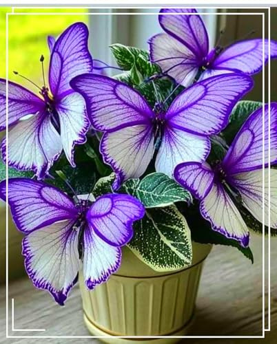 Bulbi di hosta,Radici selezionate di hosta,miste,Resistenti al freddo e all'ombra,Decorazione di giardini e balconi.-4Rizoma-C