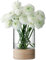 LSA Vase/Laterne Lotta mit Eschenfuß 18 cm, ash, Clear, 5.1 inches