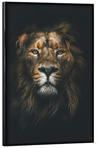 artboxONE Poster mit schwarzem Rahmen 30x20 cm Tiere Natur African Lion - Bild Lion löwe