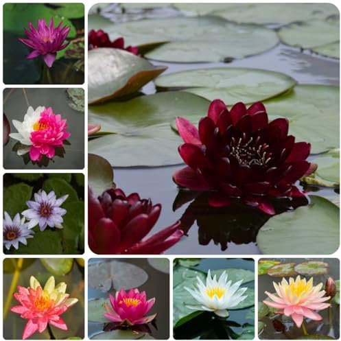 40 Pcs Lotus Samen Winterhart - Wildblumen Balkonblumen, Herbst Deko (Nymphaea Colorata) Seltene Pflanzen, Wohnzimmer Deko Pflanzen Für Draußen Winterhart, Bodendecker Winterhart Mehrjährig