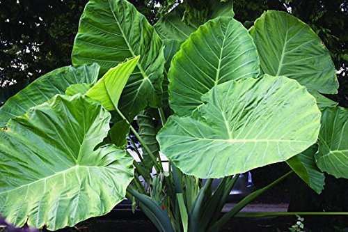 Riesen-Elefantenohr Pflanzensamen - Frische Colocasia gigantea Samen, Huge Laub Pflanzensamen in Packet