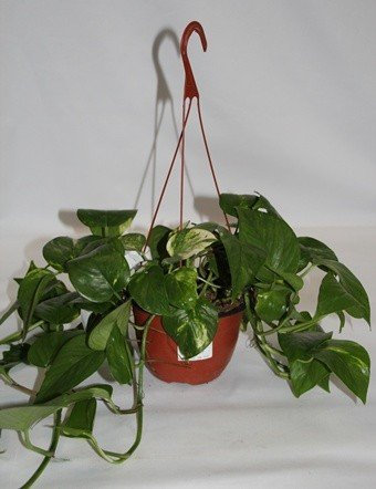 Potos de colgar (Maceta 15 cm Ø) - Planta viva de interior