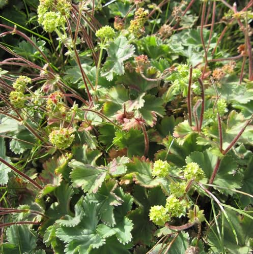 Kaukasischer Frauenmantel - Alchemilla caucasica