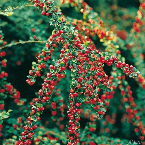 Garten Schlüter