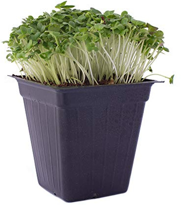 White Stem Pak Choi Cabbage Seeds: 1 Lb - Non-GMO Chinese Pakchoi Sprouting Seeds - Microgreens, Vegetable Gardening