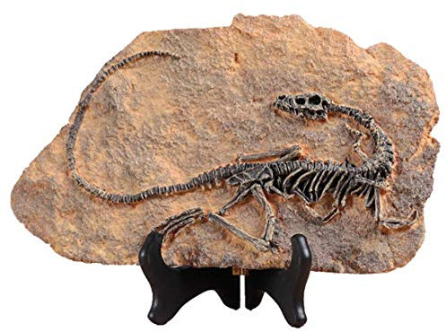 XINDAM Kunstharz-Dinosaurier-Fossil-Statue, Modell, simuliertes Skelett, Heimbüro, Display, dekorative Bastelbox, Dekoration (Stil 1)