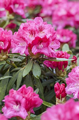 Rhododendron Hybr.'Rocket' C 7,5 40-50 Rhododendron 'Rocket',winterhart, deutsche Baumschulqualität, im Topf für optimales anwachsen