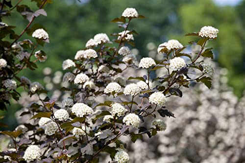 Blasenspiere 'Diabolo' 100-150 cm Topf Physocarpus opulifolius winterhart | Physocarpus opulifolius, dunkelrotes Laub, weiße Blüten Mai-Juni, sonnig bis halbschattig, Hecke und Solitär