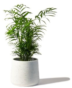 Perfect Plants - Parlour Palm Indoor Plant - Chamaedorea elegans in a 17cm Pot 50-60cm Tall