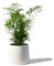 Perfect Plants - Parlour Palm Indoor Plant - Chamaedorea elegans in a 17cm Pot 50-60cm Tall